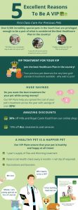 Blackheath Vets VIP Cat | Blackheath Vets